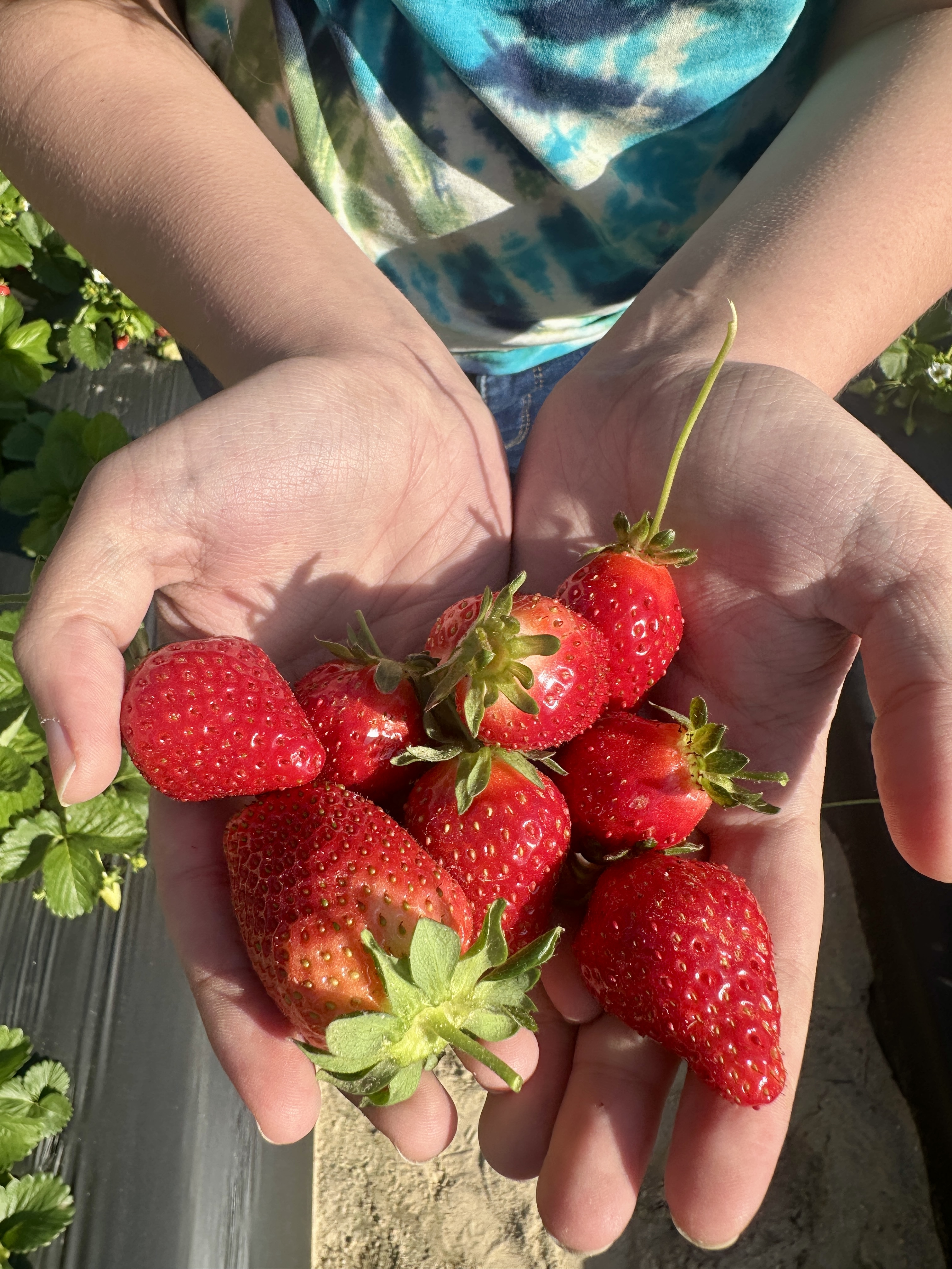 Strawberry Time